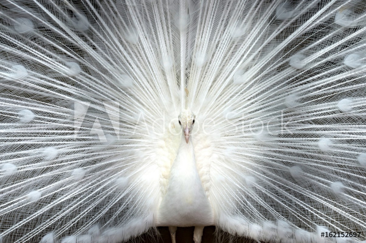 Picture of White peacock close-up